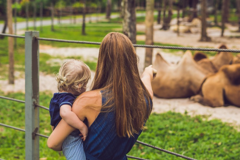 Mother and son looks at the camels at the zoo